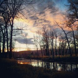 Bare trees against cloudy sky