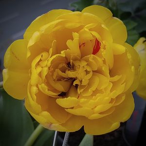 Close-up of yellow flowers