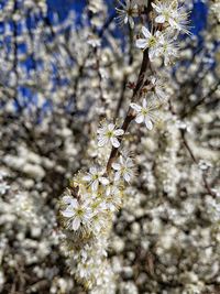 Close-up of apple blossoms in spring