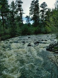 Scenic view of river in forest against sky