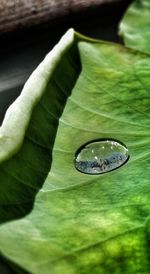 Close-up of green leaf