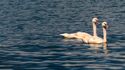 Swan swimming in lake