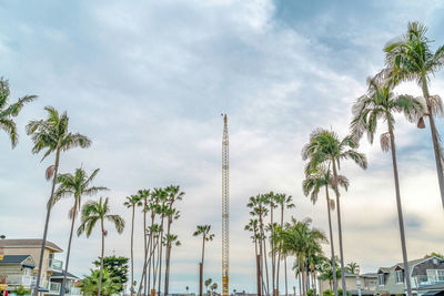 Low angle view of palm trees against sky