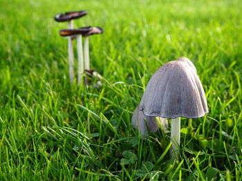 Wild mushrooms growing on grassy field