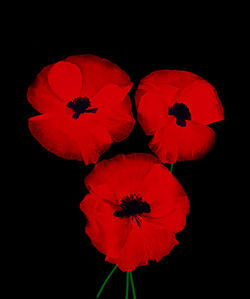 Close-up of red flower against black background