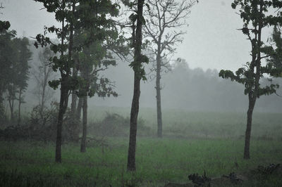 Trees on field in foggy weather