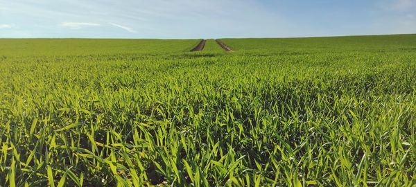 Scenic view of agricultural field