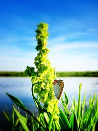 Close-up of butterfly on flowers blooming at lakeshore