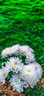 High angle view of white flowering plants on field