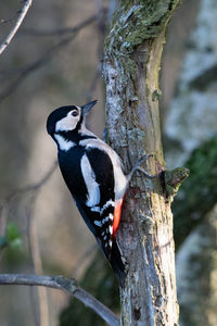 Close-up of bird perching on tree trunk