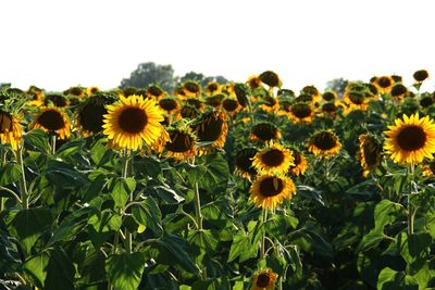 Close-up of sunflower on field against sky