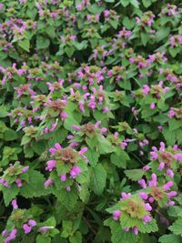 High angle view of pink flowering plants