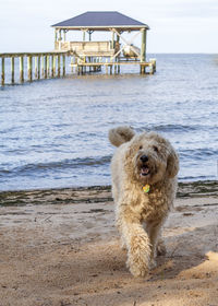 Dog on beach by sea against sky