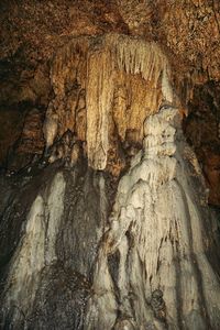 Close-up of tree trunk in cave