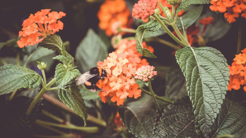 Close-up of orange flowering plant