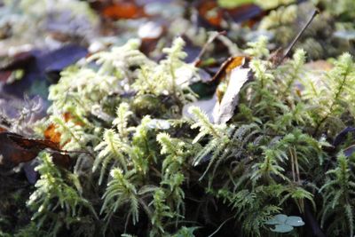 Full frame shot of wet leaves