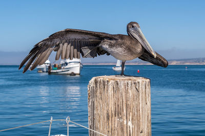 Seagull perching on wooden post in sea against sky