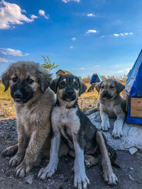 Dogs sitting outdoors