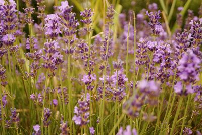 Close-up of purple flowering plants on field