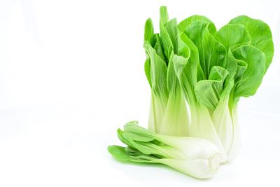 Close-up of green plant against white background