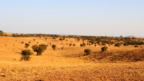 Scenic view of field against clear sky