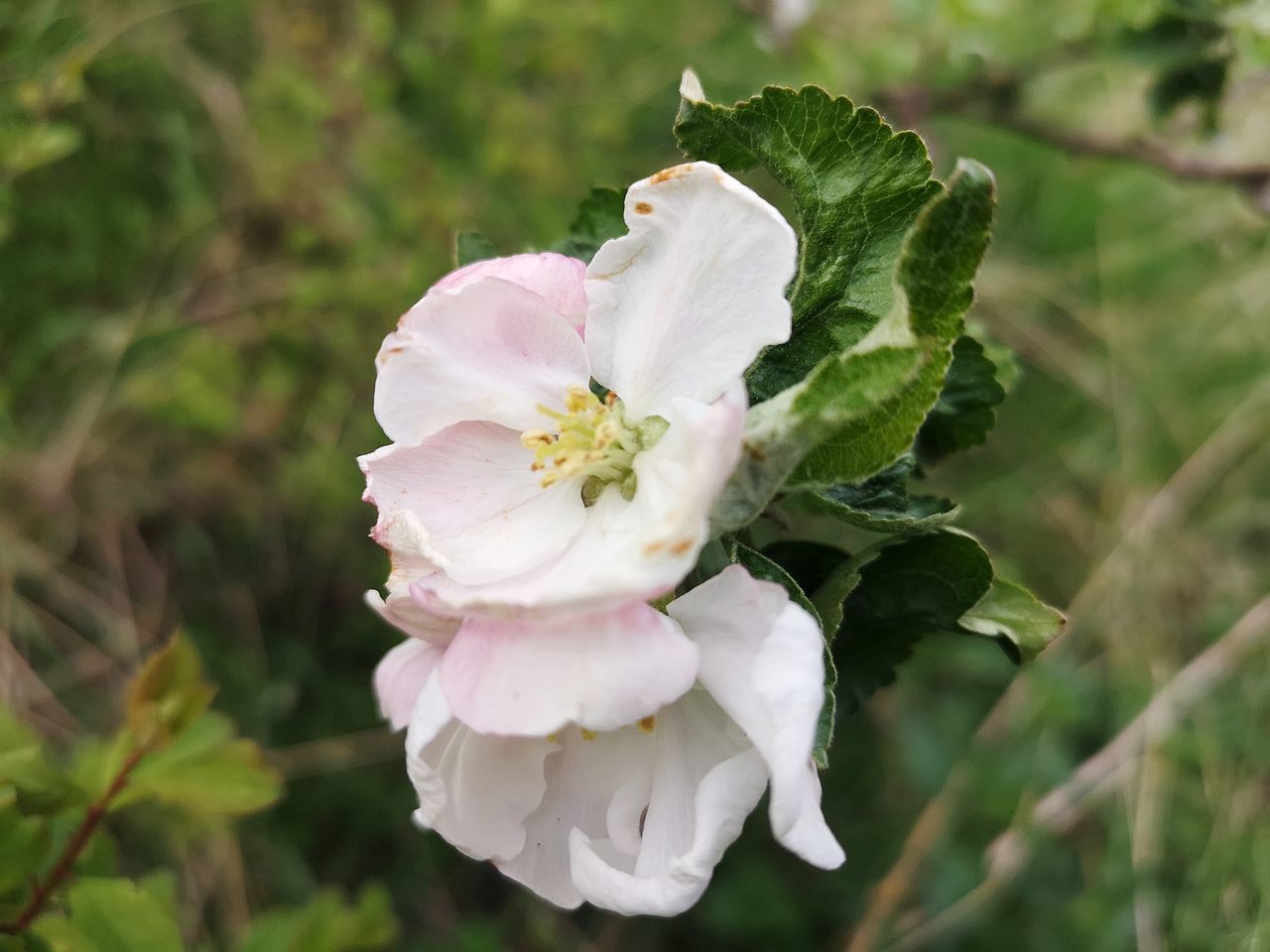 CLOSE-UP OF PINK FLOWER