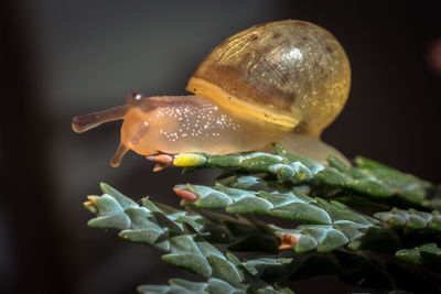 Close-up of snail on plant