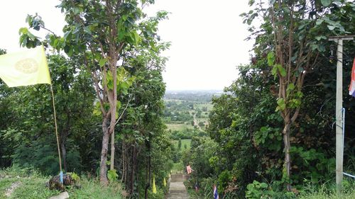 Panoramic view of trees and plants against sky