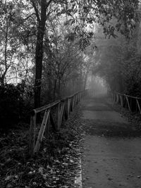 Road passing through forest