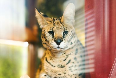 Close-up portrait of cat