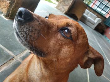 Close-up of dog looking away