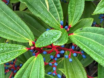 Close-up of insect on plant