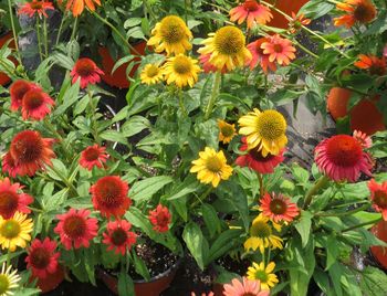 High angle view of red flowering plants