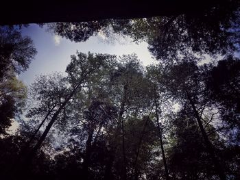 Low angle view of trees in forest