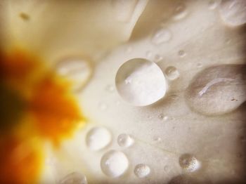 Close-up of water drops on white background