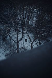 Bare trees in winter