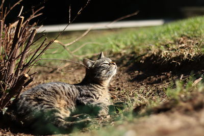 Cat looking away on field