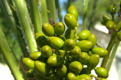 Close-up of fruits on tree
