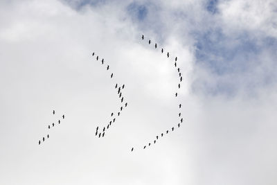 Flocks of cranes moving on the sky