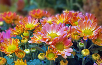 Close-up of colorful flowers