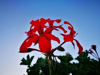 Close-up of red flowers against clear sky