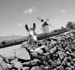 Tilt image of donkey by traditional windmill against sky