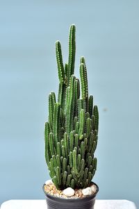 Close-up of cactus plant against sky