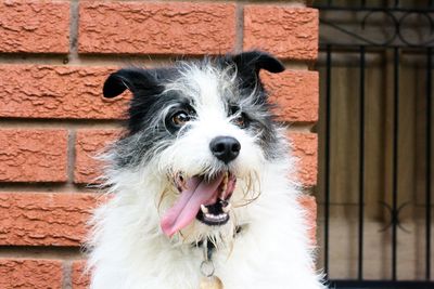 Close-up portrait of dog