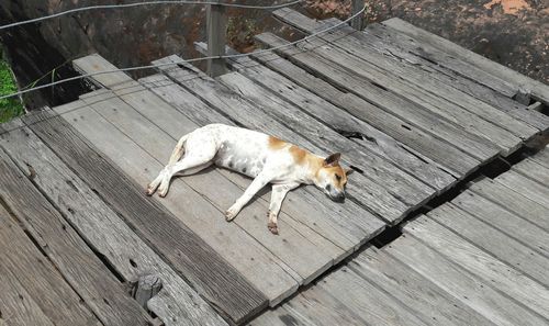 Dog sleeping on wood paneled surface