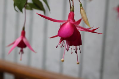 Close-up of red flowers