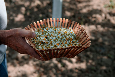 Close-up of hand holding flowers in basket