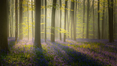 Scenic view of flower trees in forest