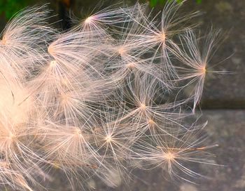 Close-up of dandelion