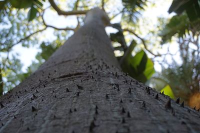 Low angle view of tree against sky